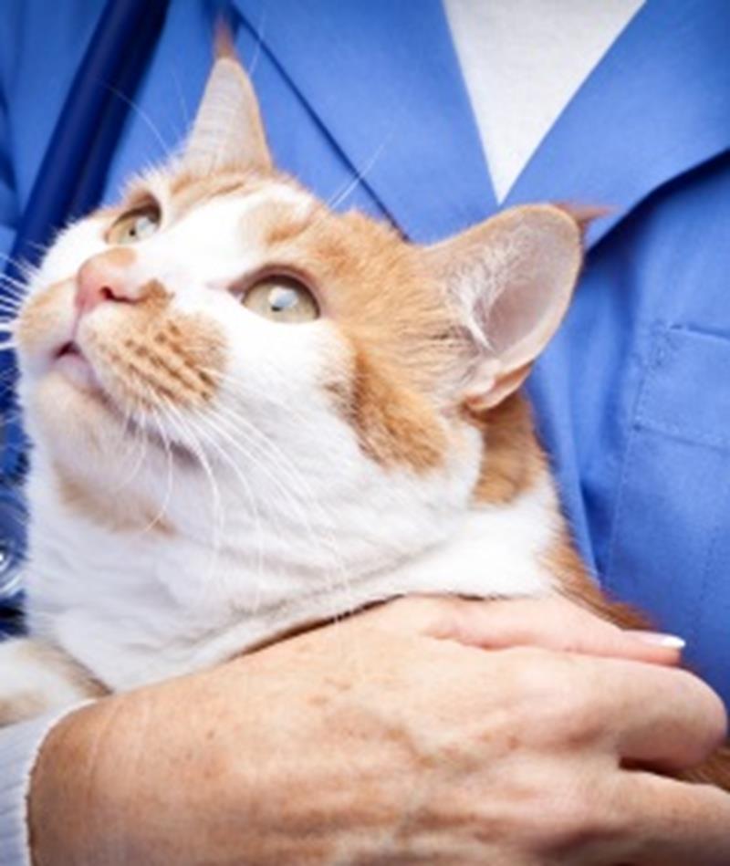 Will Using Essential Oils Kill My Cat? Ambassador Animal Hospital