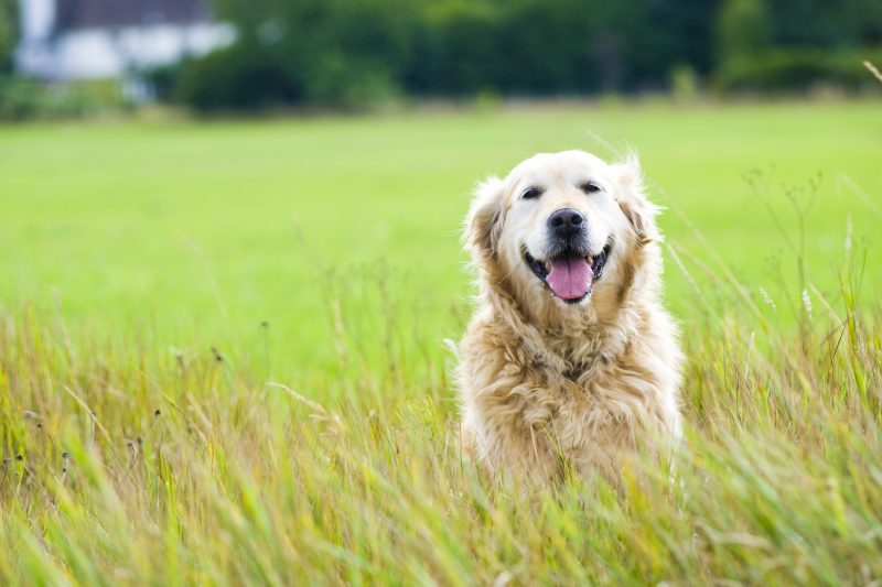 Hypoallergenic Dogs The Best Breeds for Allergy Sufferers Ambassador