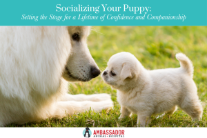Socializing Your Puppy: Setting the Stage for a Lifetime of Confidence and Companionship